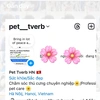 pet_tverb