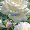 white.rose4350