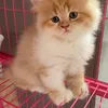 minor_harraser