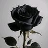 fatima.ashraf304