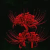 flowerlycoris