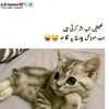 saqi.kashmiri33