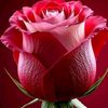 md.alamgir.hosen874