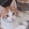 cat.daddy280
