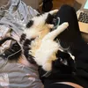 abigaild.backupx