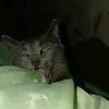 stmemasikur_74
