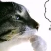 alxqww7