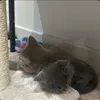 Gus-Gus & Blue