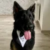 loki_oldgerman