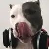 bendjitka