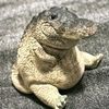 cocodrilo.waton1