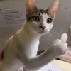 kiyamakj