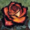 shamsmohamed5673