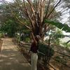 aye.min.naing.aye7