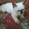 firmaalif