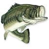 willy.the.bass
