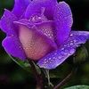 k.myat.noe0