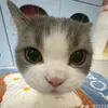 pushaedimeow
