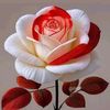 user4342059203585