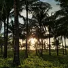 green_leaves6