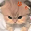 chanroiebuon6677