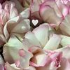 nurillimmws