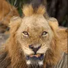 Lion_Things