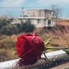 black__rose26