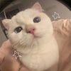 cute_kittys13