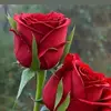 momina.tanveer71