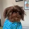 bugthebrusselsgriffon