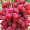ahmed7966681
