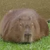 teothetoe