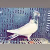 anj4mm.qaladzyy1