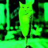 spookycatzz59