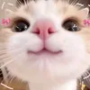 sophiatrombin4