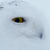 snow.owl7