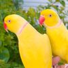 Hangu Birds