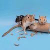 abcgerbils