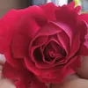 lorenabusto18