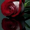 heart.flowers786