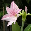 thinh.gia178