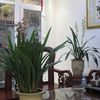 svanor_vietnamxass