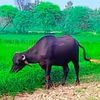 cutegirljalwa