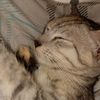 love_cat545