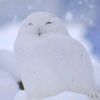 snowyfeather07
