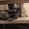 ilovemadelyncline_6