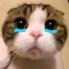 tiktok73856
