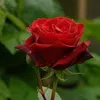 user1120252143912
