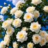 md.rasul.molla6